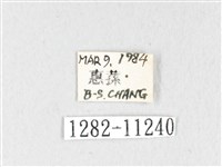 銀肩枯葉蛾藏品圖，第3張