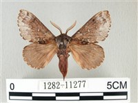 銀肩枯葉蛾藏品圖，第1張