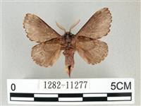 銀肩枯葉蛾藏品圖，第2張