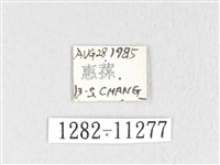 銀肩枯葉蛾藏品圖，第3張