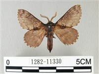 銀肩枯葉蛾藏品圖，第1張