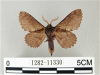 銀肩枯葉蛾藏品圖，第2張