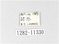 銀肩枯葉蛾藏品圖，第3張