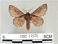 銀肩枯葉蛾藏品圖，第2張