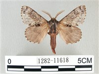 銀肩枯葉蛾藏品圖，第1張