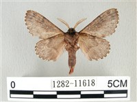 銀肩枯葉蛾藏品圖，第2張