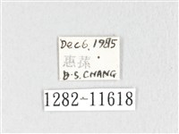 銀肩枯葉蛾藏品圖，第3張