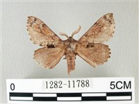 銀肩枯葉蛾藏品圖，第1張