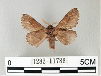 銀肩枯葉蛾藏品圖，第2張