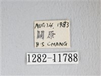 銀肩枯葉蛾藏品圖，第3張