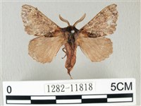 銀肩枯葉蛾藏品圖，第1張