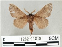 銀肩枯葉蛾藏品圖，第2張