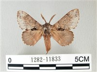 銀肩枯葉蛾藏品圖，第1張