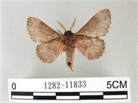 銀肩枯葉蛾藏品圖，第2張