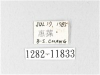 銀肩枯葉蛾藏品圖，第3張