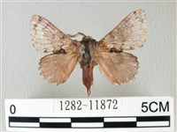 銀肩枯葉蛾藏品圖，第1張