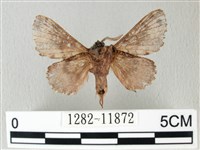 銀肩枯葉蛾藏品圖，第2張