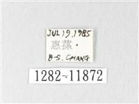 銀肩枯葉蛾藏品圖，第3張