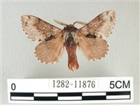 銀肩枯葉蛾藏品圖，第1張