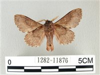 銀肩枯葉蛾藏品圖，第2張