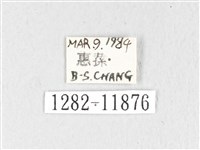 銀肩枯葉蛾藏品圖，第3張