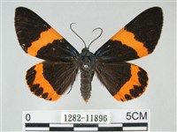 橙帶藍尺蛾藏品圖，第1張