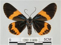 橙帶藍尺蛾藏品圖，第2張