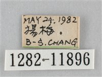 橙帶藍尺蛾藏品圖，第3張