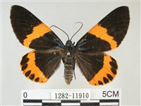 橙帶藍尺蛾藏品圖，第1張