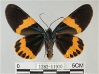 橙帶藍尺蛾藏品圖，第2張