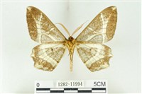 樹形尺蛾藏品圖，第2張