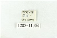 樹形尺蛾藏品圖，第3張