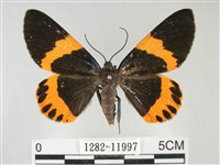 橙帶藍尺蛾藏品圖，第1張