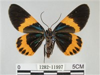 橙帶藍尺蛾藏品圖，第2張