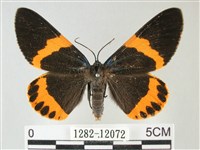 橙帶藍尺蛾藏品圖，第1張