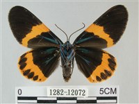 橙帶藍尺蛾藏品圖，第2張