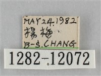 橙帶藍尺蛾藏品圖，第3張