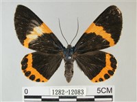 橙帶藍尺蛾藏品圖，第1張