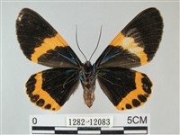 橙帶藍尺蛾藏品圖，第2張