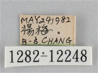 橙帶藍尺蛾藏品圖，第3張