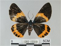 橙帶藍尺蛾藏品圖，第1張