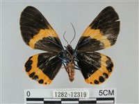 橙帶藍尺蛾藏品圖，第2張