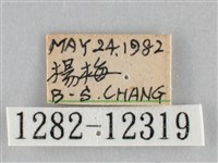 橙帶藍尺蛾藏品圖，第3張