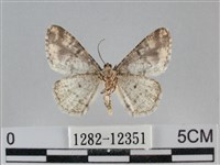 雙峰霜尺蛾藏品圖，第2張