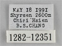 雙峰霜尺蛾藏品圖，第3張