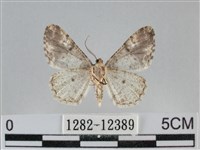 雙峰霜尺蛾藏品圖，第2張