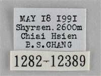 雙峰霜尺蛾藏品圖，第3張