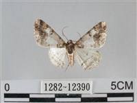 雙峰霜尺蛾藏品圖，第1張