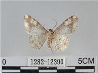 雙峰霜尺蛾藏品圖，第2張