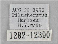 雙峰霜尺蛾藏品圖，第3張